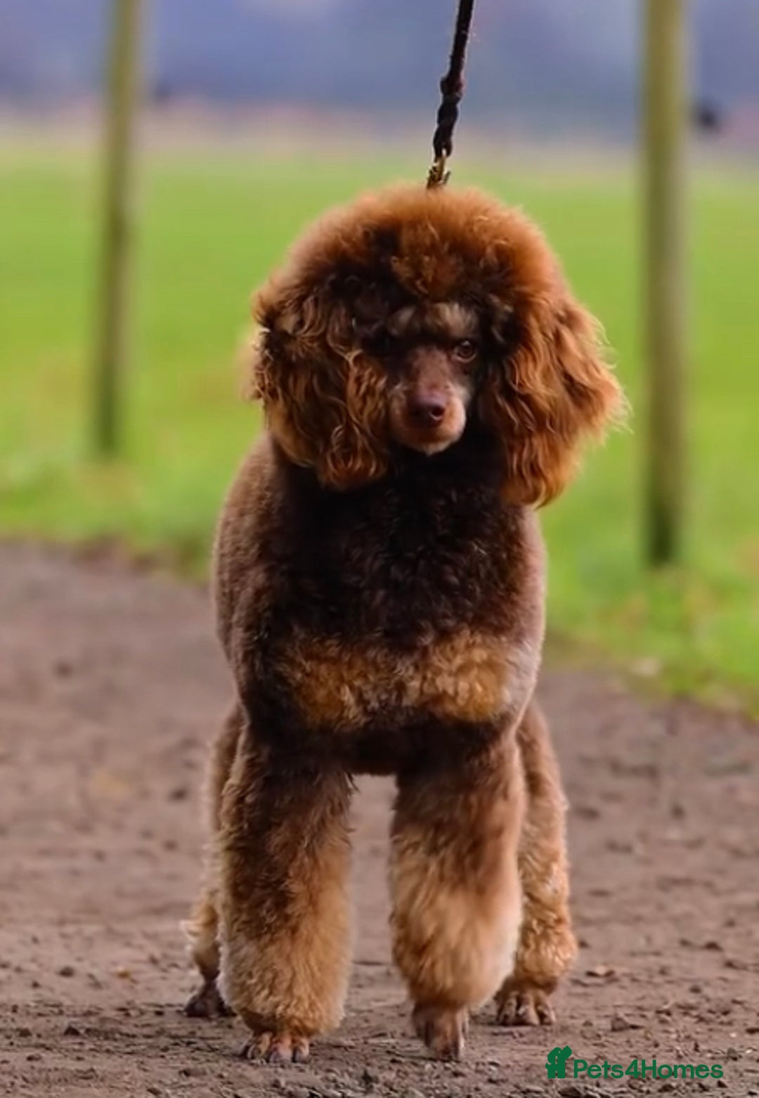 Labradoodle dogs for sale: READY NOW🧸Micro Miniature Teddybear Labradoodles  - Advert 18