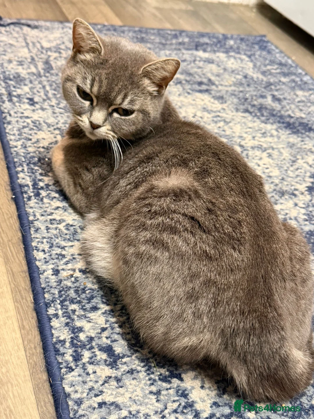 British Shorthair cats for sale: British Shorthair Kittens in Guildford - Advert 7