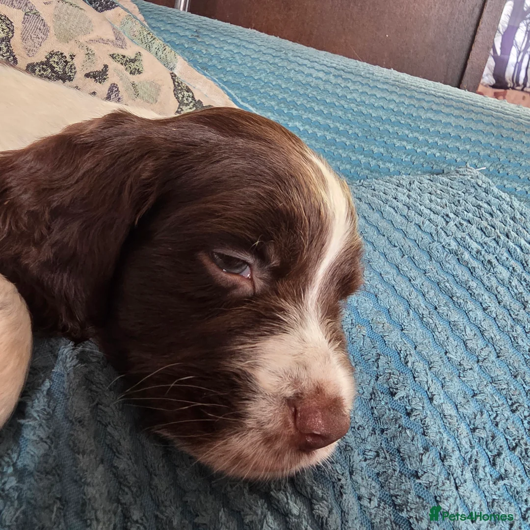 English Springer Spaniel dogs for sale: Springer spaniel puppy's.  - Advert 2