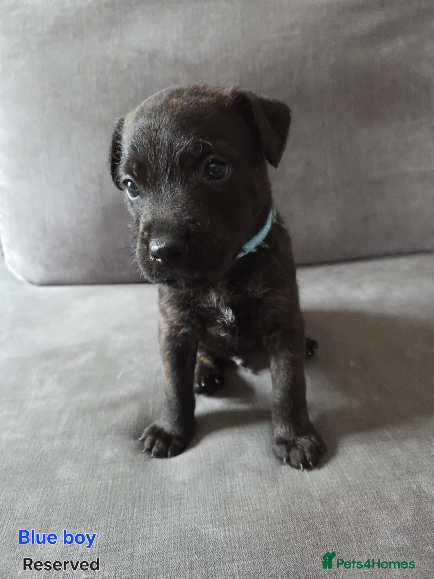 Mixed Breed dogs KC Blue staff X KC Irish terrier puppies  - Advert 2