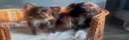 Chihuahua dogs for sale: RKC long haired Chihuahua puppy’s  - Advert 13