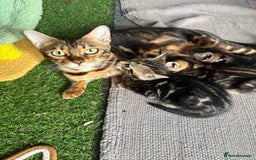 Bengal cats for sale: Bengal Cloud kittens / Maine coon - Image 21