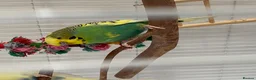 Budgerigars birds for sale: Pair of Budgies in Newbury - Advert 3