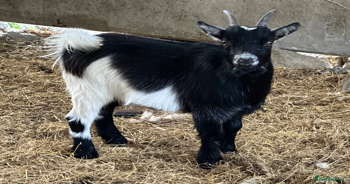 Pygmy Livestock for sale | Pets4Homes