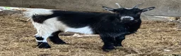 Goats livestock for sale: Pygmy goat wethers - Advert 1