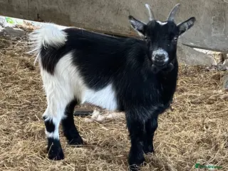 Goats livestock Pygmy goat wethers - Advert 1