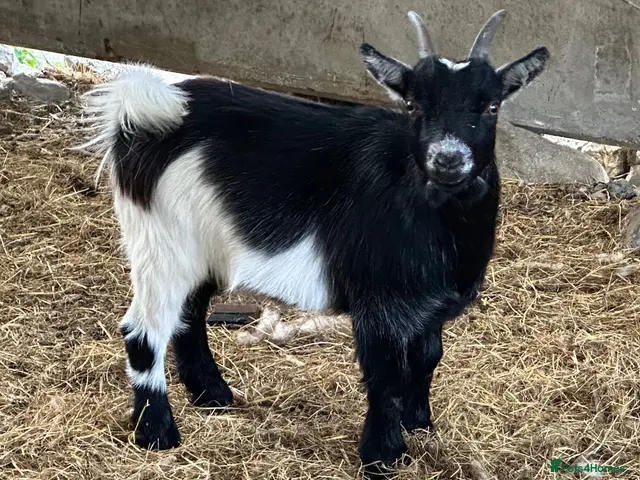 Goats livestock Pygmy goat wethers - Advert 1