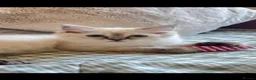 Ragdoll cats for sale: Ragdolls Mink Sepia TICA Cherubims Quality  - Advert 24