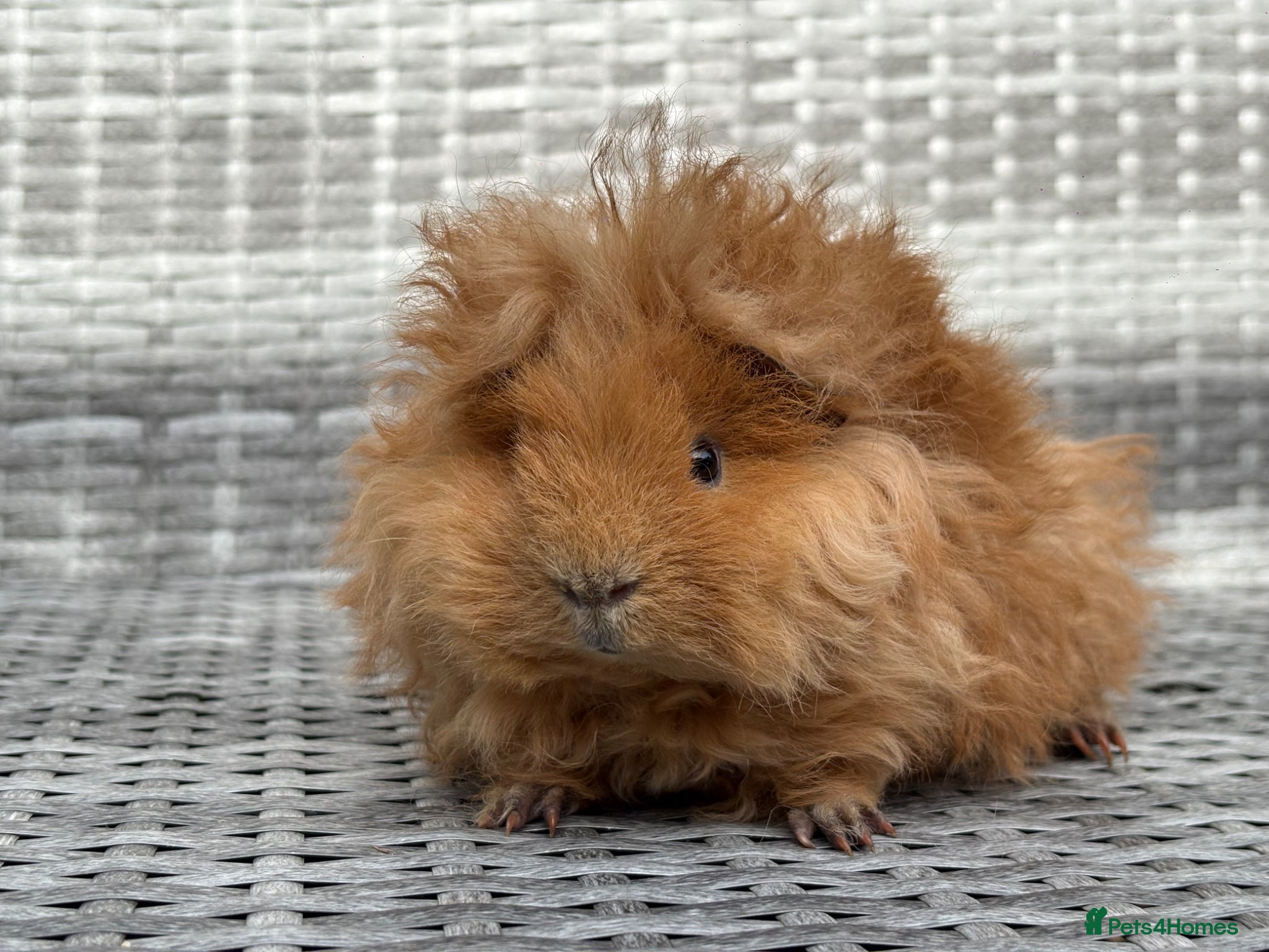 Guinea Pig rodents Purebred Lunkarya - Advert 1