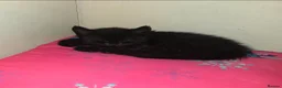 Mixed Breed cats for sale: 3 Beautiful Black Kittens Ready Now - Advert 9