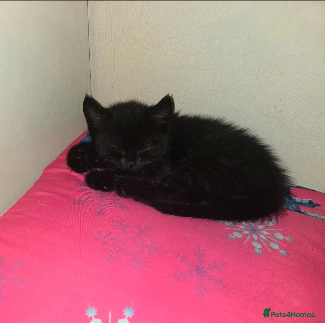 Mixed Breed cats for sale: 3 Beautiful Black Kittens Ready Now - Advert 9