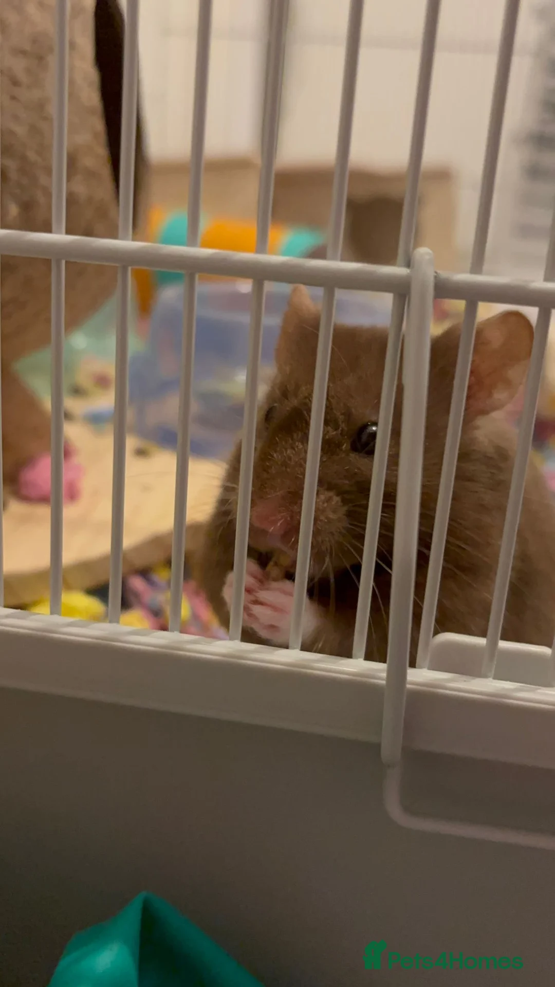 Hamster rodents for sale: Hamster with full set up needing a good home - Advert 2