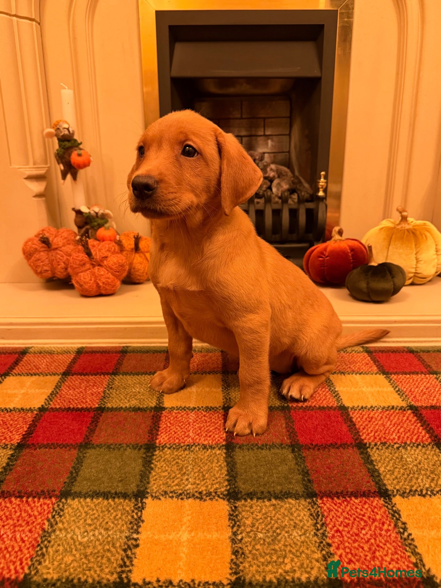 Labrador Retriever dogs *READY NOW* Stunning KC girl, tested&many FTCH/Ws - Advert 1