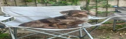 Mixed Breed dogs for sale: doxiepoo pups 2x female 4x male  - Advert 1