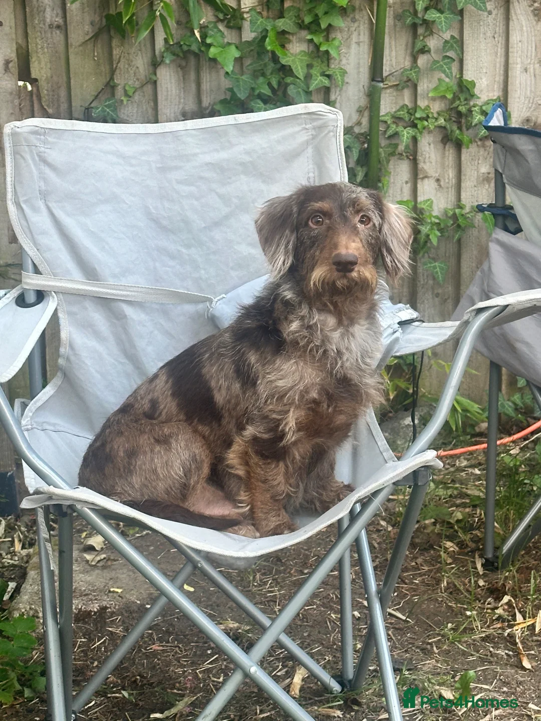 Mixed Breed dogs for sale: doxiepoo pups 2x female 4x male  - Advert 1