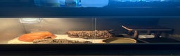 Python Snake reptiles for sale: Royal python for sale  - Advert 4
