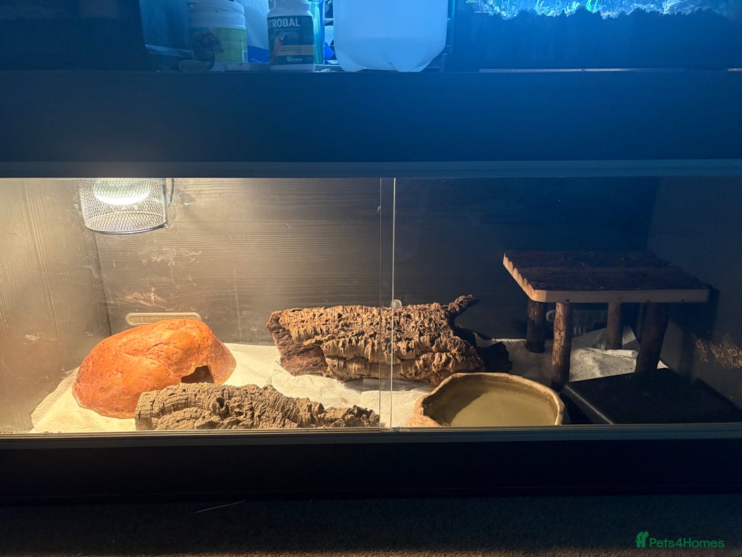 Python Snake reptiles for sale: Royal python for sale  - Advert 4