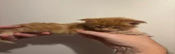 Maine Coon cats for sale: Exceptional Maine Coon kittens  in Liverpool - Advert 4