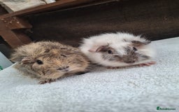 Guinea Pig rodents for sale: Baby Male Guineapigs  - Image 2