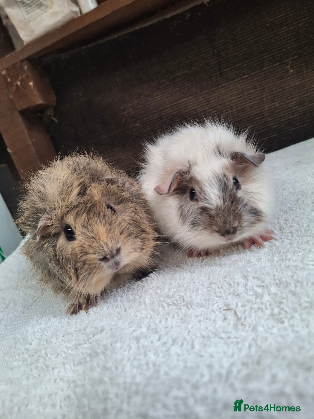 Guinea Pig rodents for sale: Baby Male Guineapigs  - Image 2
