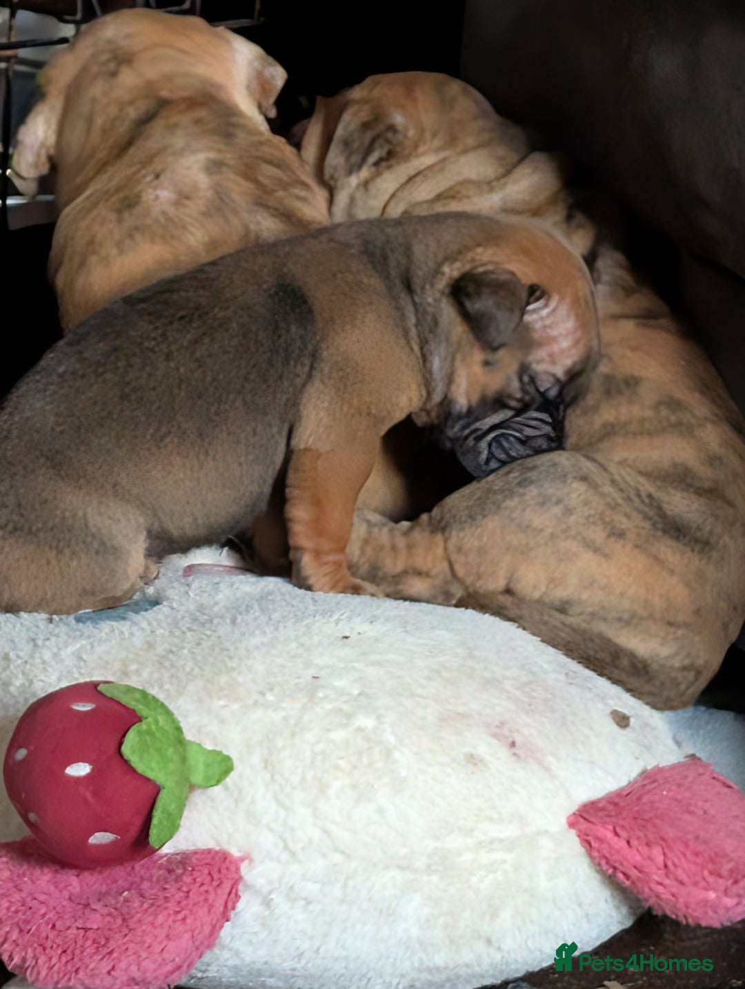 Mixed Breed dogs for sale: Shar pei cross cane corso - Advert 4