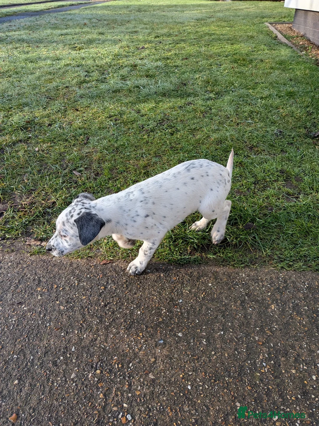 Mixed Breed dogs for sale: Beautiful Collie x Dalmatian Puppies - Advert 27