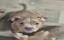American Bully dogs for sale: Champagne, Chocolate, Merle Micro Pocket Bullys  in Wilmslow - Image 5