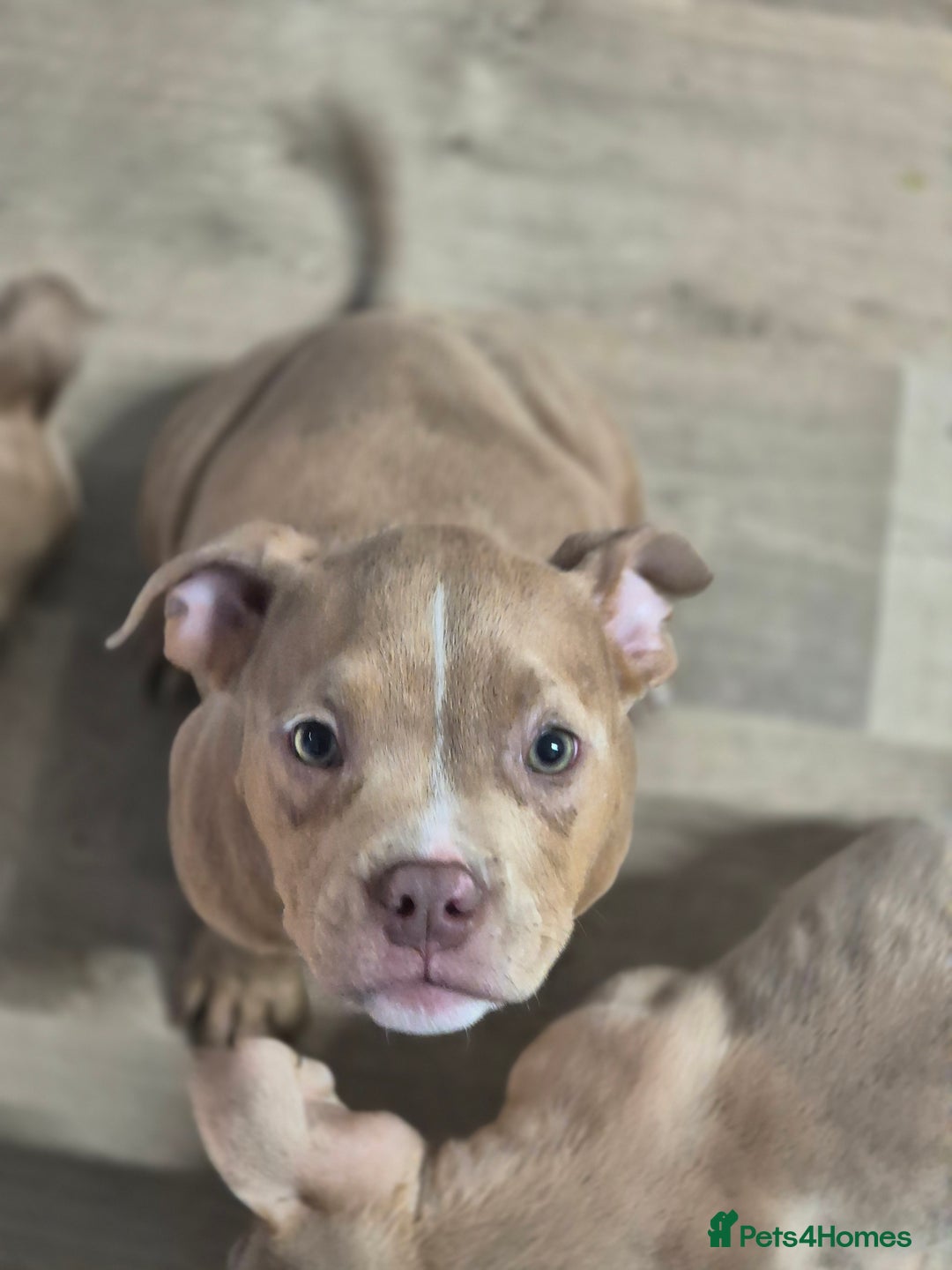American Bully dogs for sale: Champagne, Chocolate, Merle Micro Pocket Bullys  in Wilmslow - Image 5