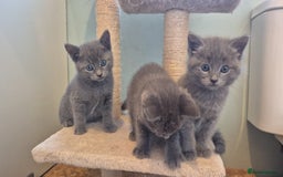 Ragdoll cats for sale: Ragdoll cross  - Image 4