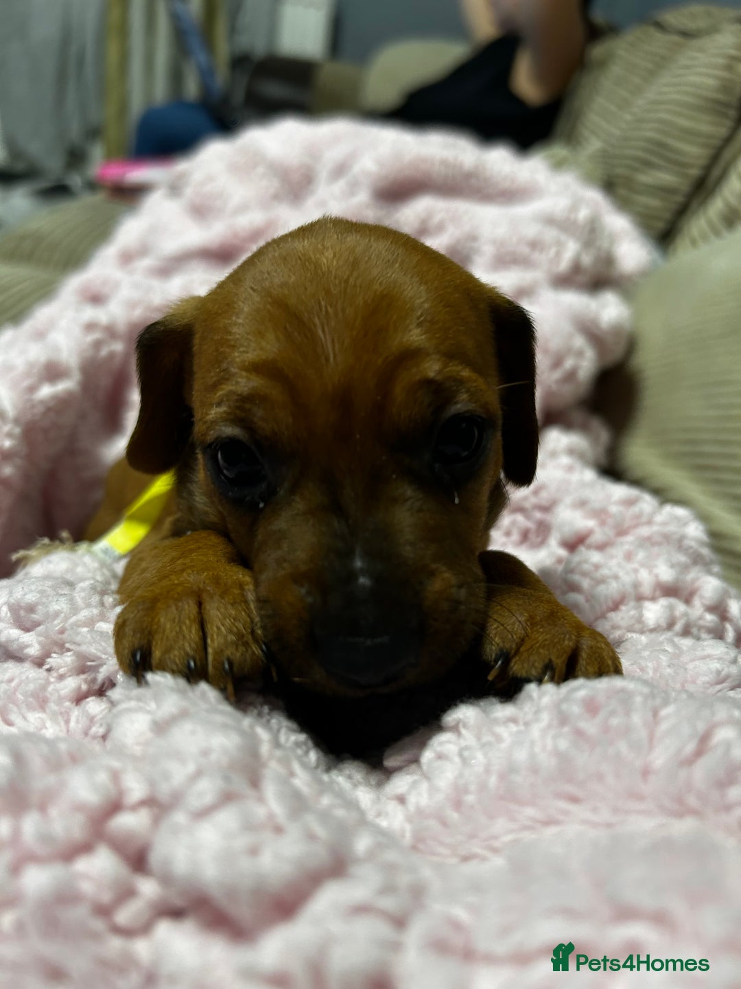Mixed Breed dogs for sale: Beautiful Doxies - Image 8