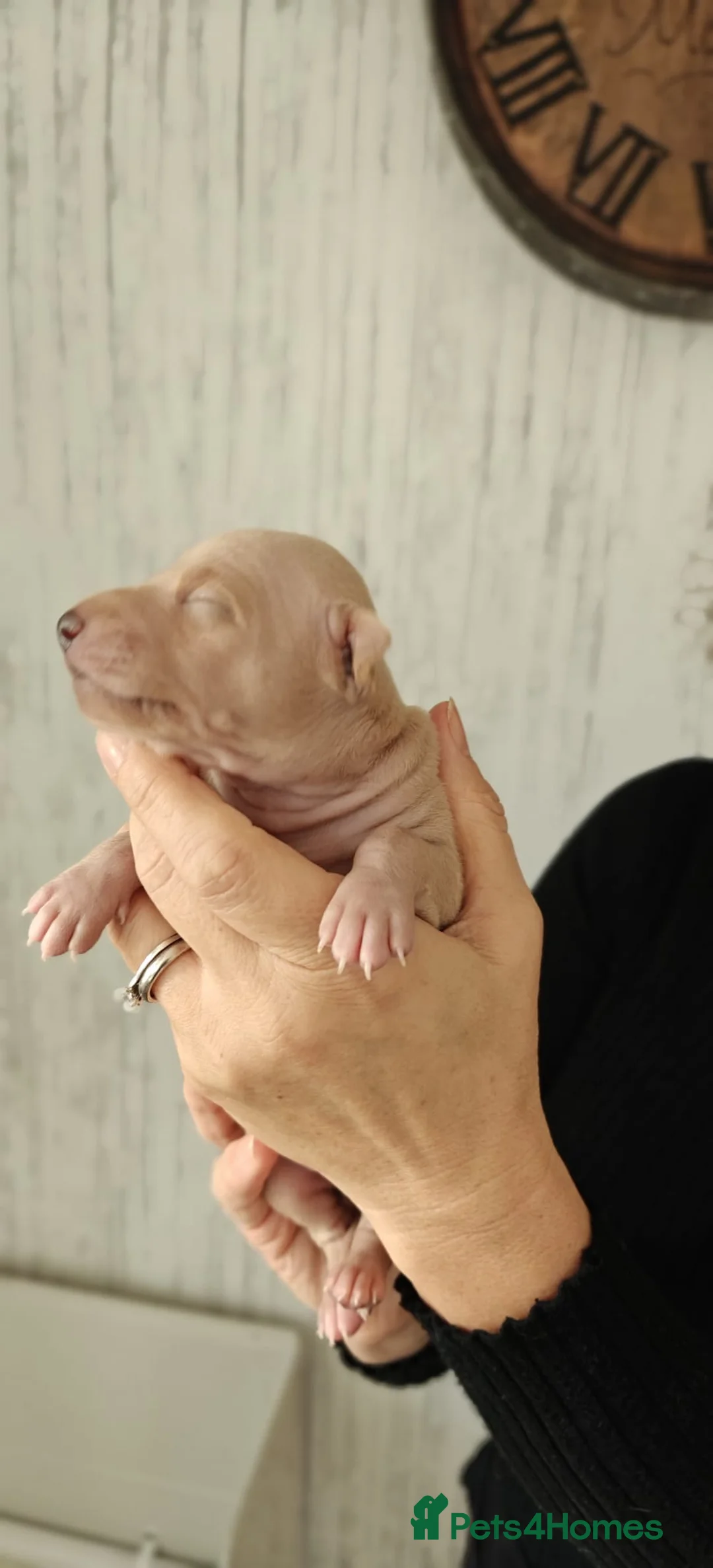 Italian Greyhound dogs for sale: KC Registered - European Lineage - Health Tested  - Advert 6