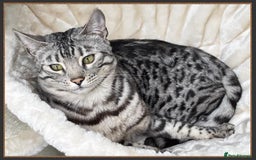 Bengal cats for sale: Silver Spotted Bengal Siblings Haja And Tala - Image 7