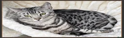 Bengal cats for sale: Now Reserved: Bengal Siblings Haja And Tala - Advert 7