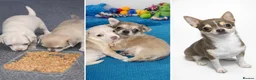 Chihuahua dogs for sale: Chihuahua puppys - Advert 11