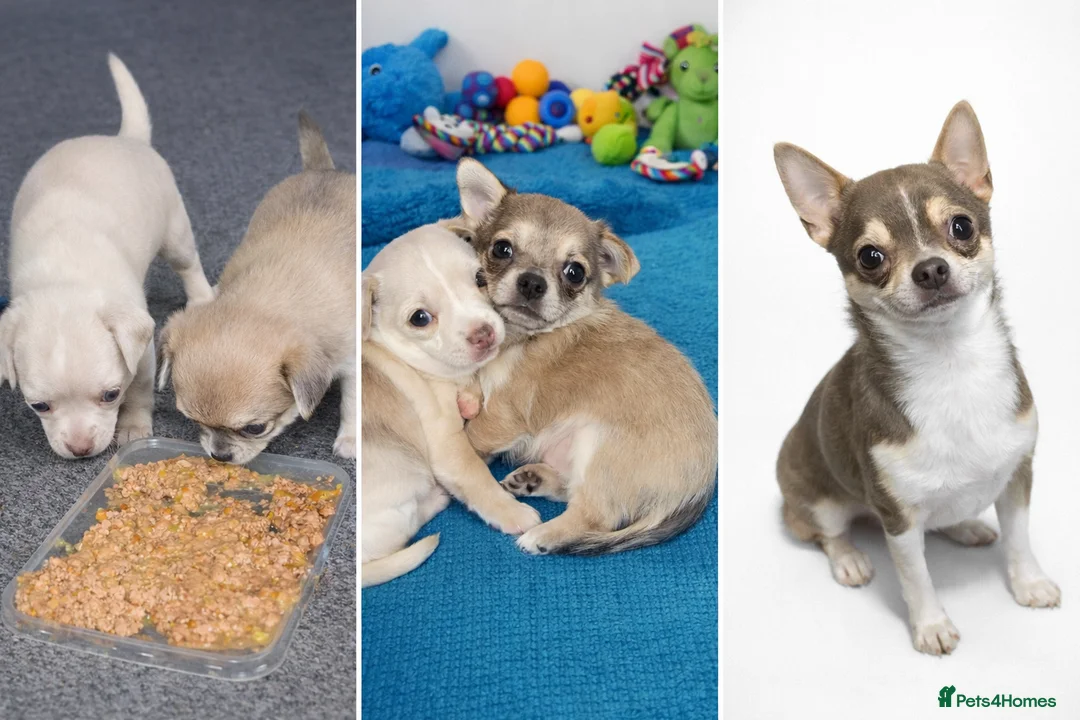 Chihuahua dogs for sale: Chihuahua puppys - Advert 11