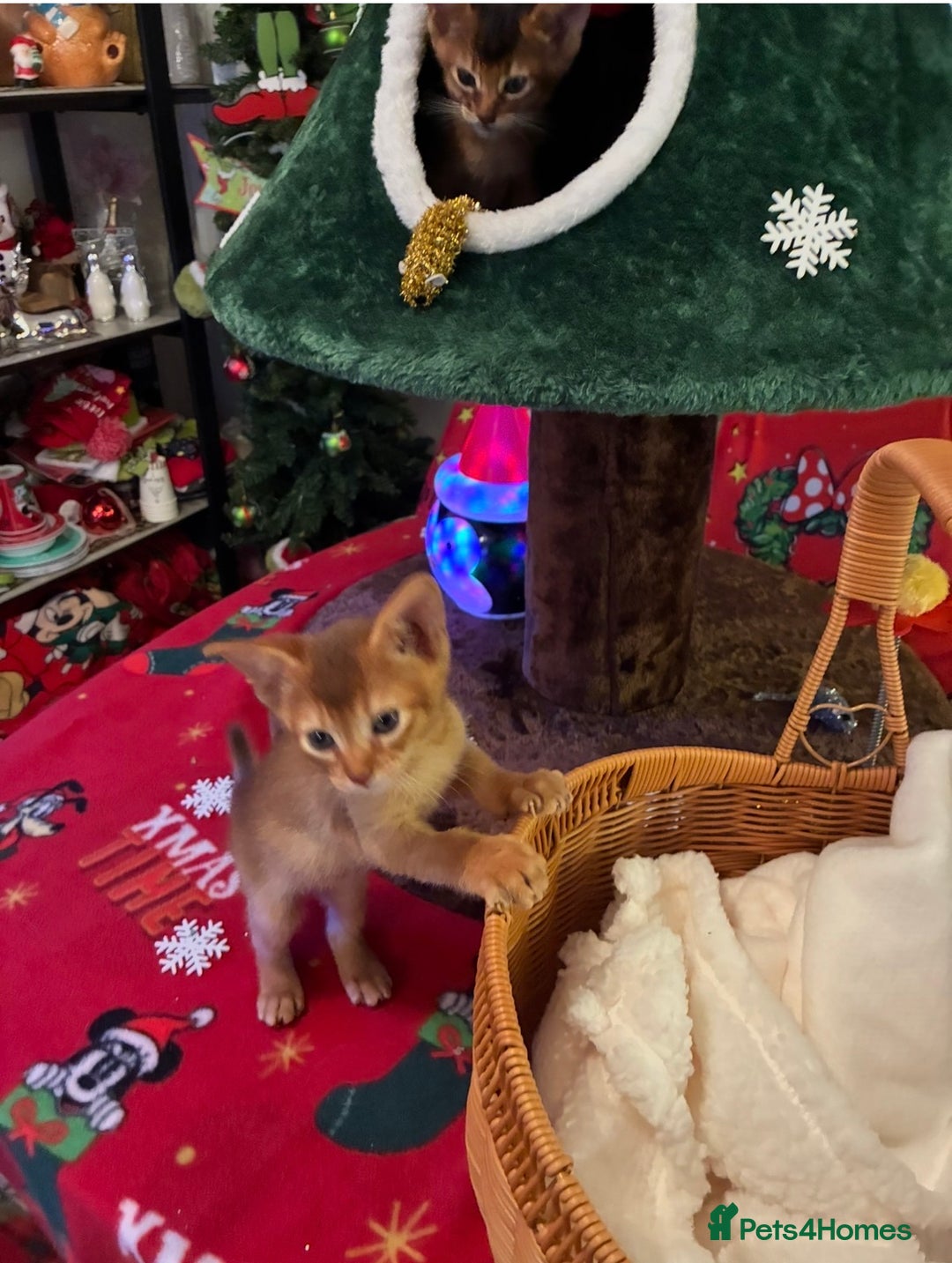 Abyssinian cats for sale: Abyssinian kittens looking for forever homes - Advert 7