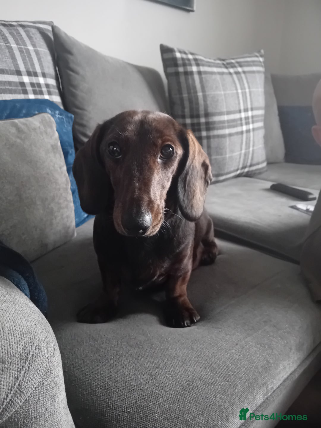 Miniature Dachshund dogs for sale: 3 gorgeous mini Dachshunds - Image 4