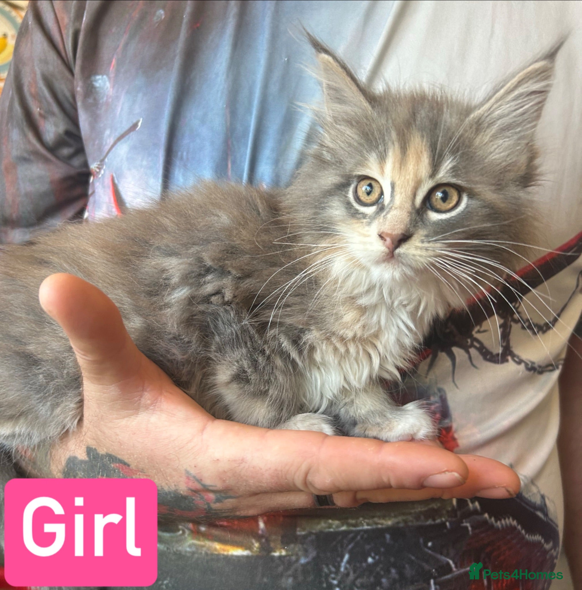 Maine Coon cats TICA Registered Maine Coon Kittens Polydactyl.  - Advert 10
