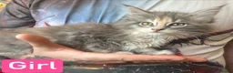 Maine Coon cats for sale: TICA Registered Maine Coon Kittens Polydactyl.  - Advert 1