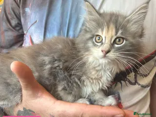 Maine Coon cats TICA Registered Maine Coon Kittens Polydactyl. - Advert 1