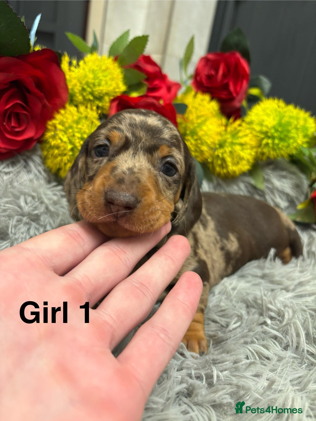 Miniature Dachshund dogs for sale: ❤️ Beautiful Dapple Miniature Dachshund babies ❤️ - Image 7