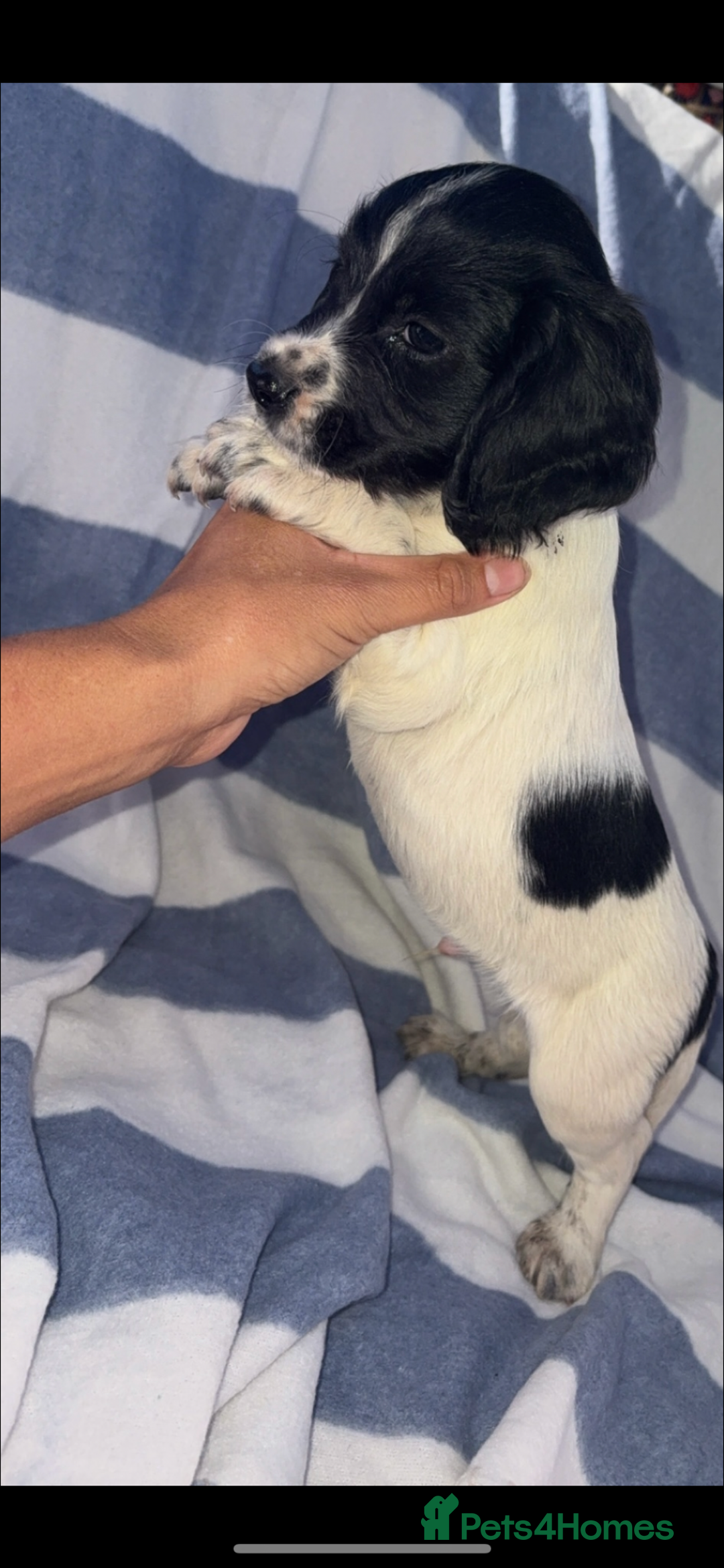 Cocker Spaniel dogs for sale: Ready to leave  - Image 8