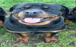 Rottweiler dogs for stud: Proven Rottweiler for stud! in Bury Saint Edmunds - Image 2