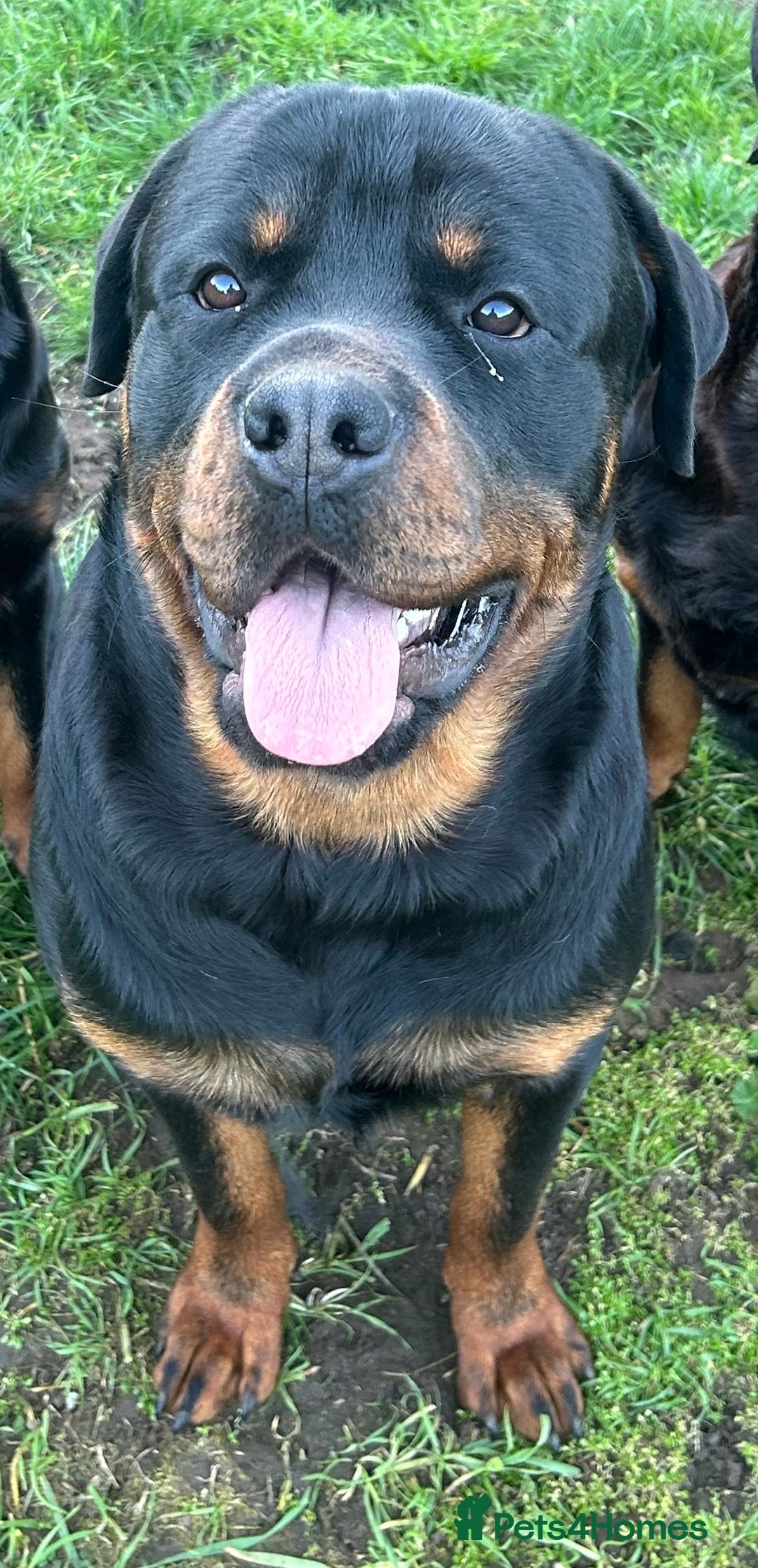 Rottweiler dogs for stud: Proven Rottweiler for stud! in Bury Saint Edmunds - Image 2