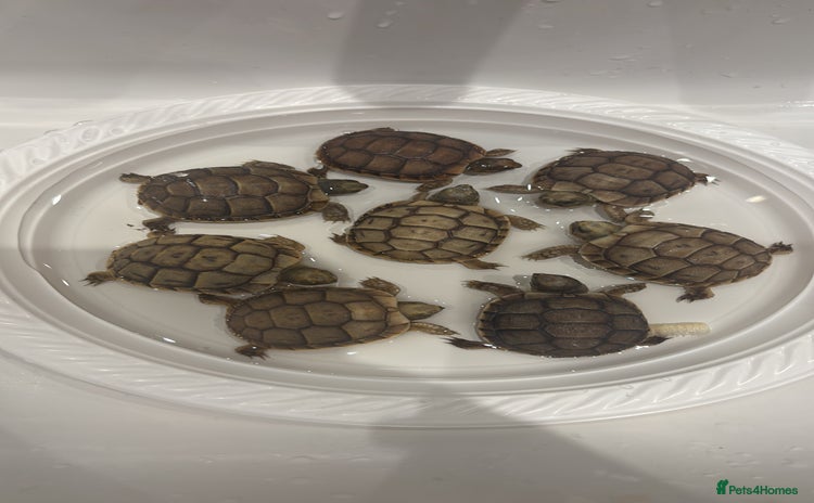 Tortoise reptiles Tortoise - Advert 5