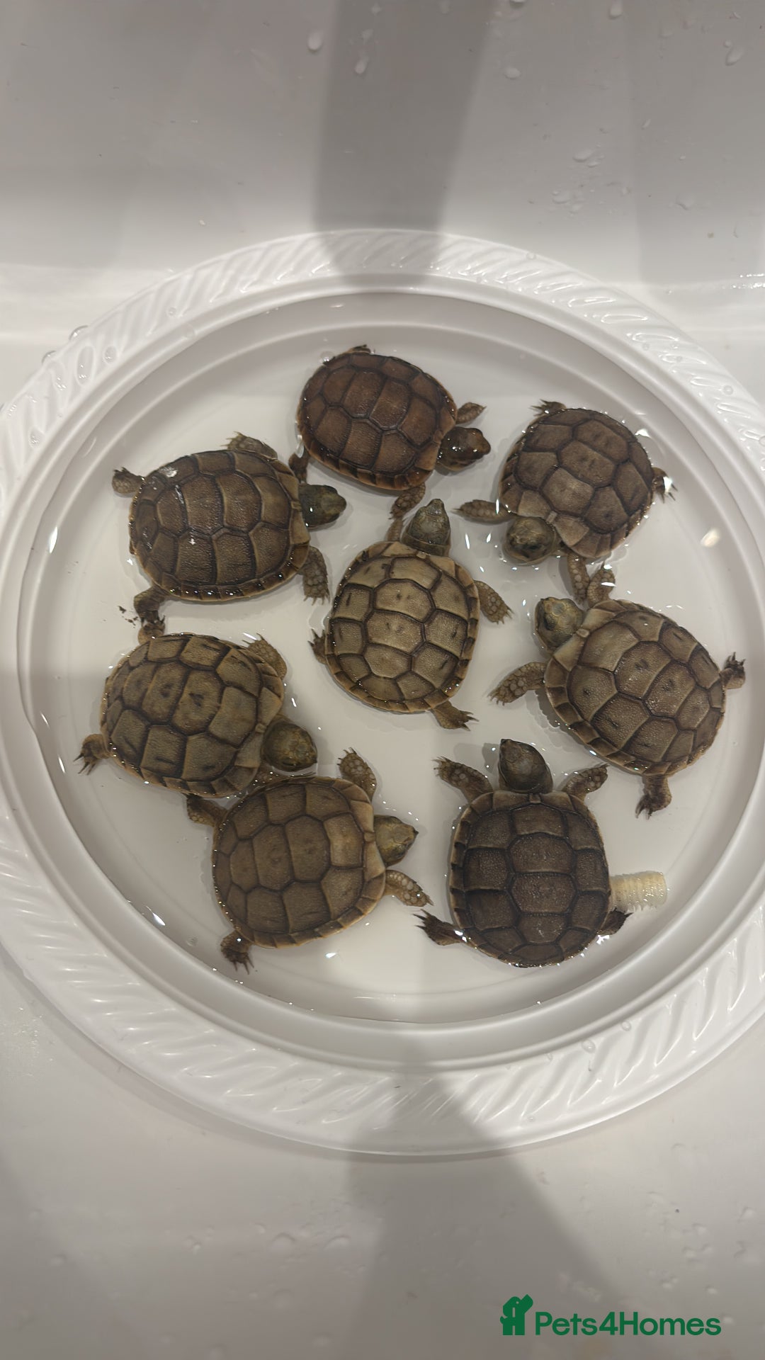 Tortoise reptiles for sale: Tortoise - Advert 1