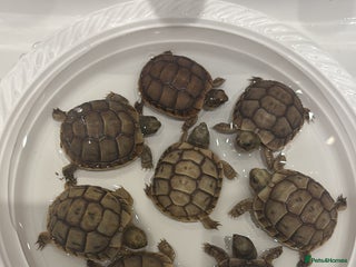 Tortoise reptiles for sale: Tortoise - Advert 1