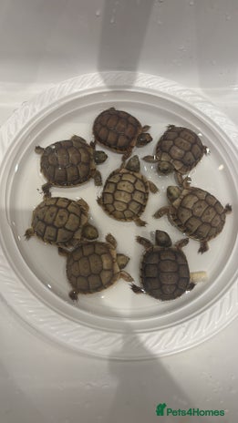 Tortoise reptiles Tortoise - Advert 1