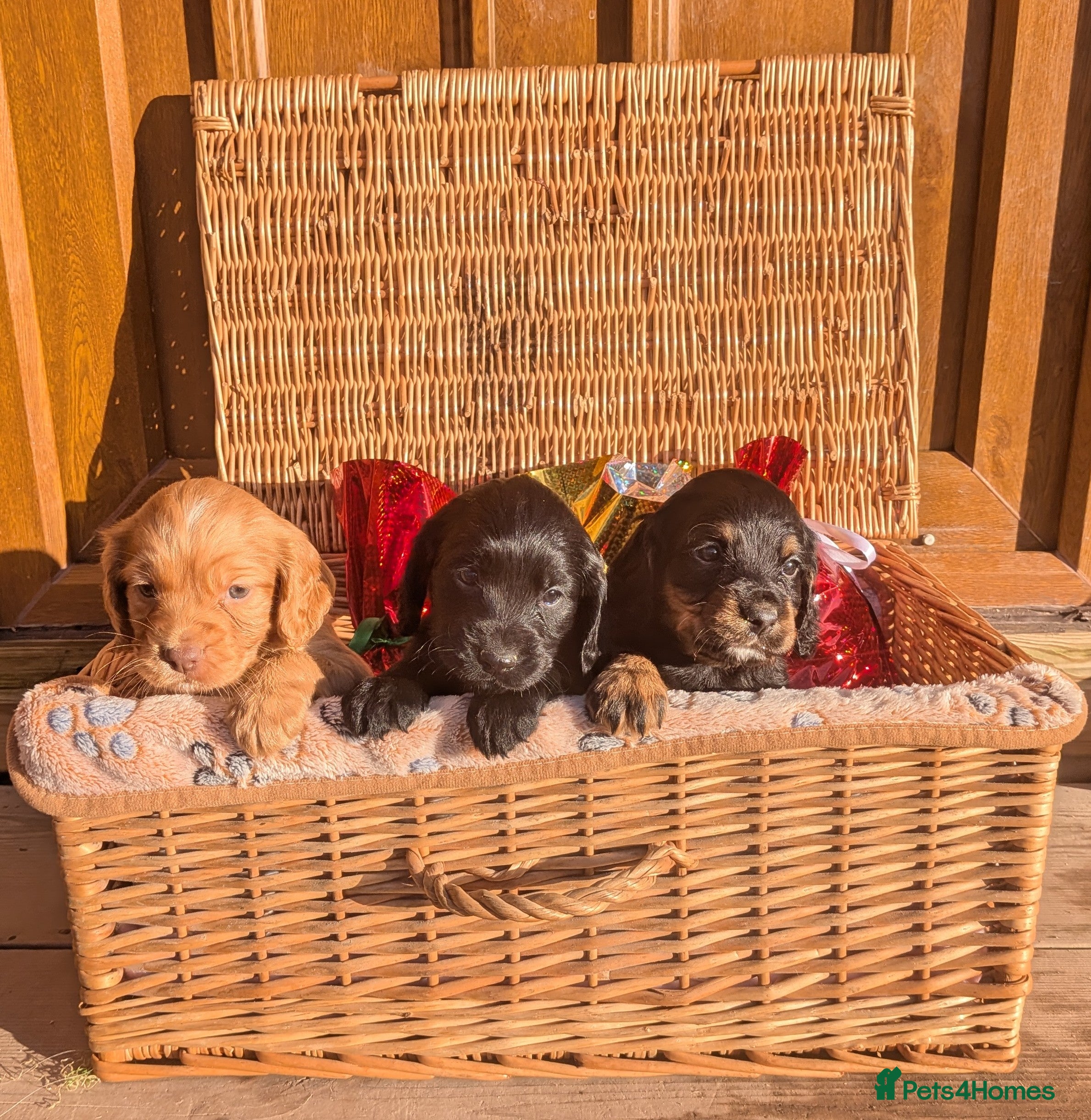 Cocker Spaniel dogs Working cocker spaniels  - Advert 1
