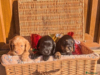 Cocker Spaniel dogs Working cocker spaniels - Advert 1